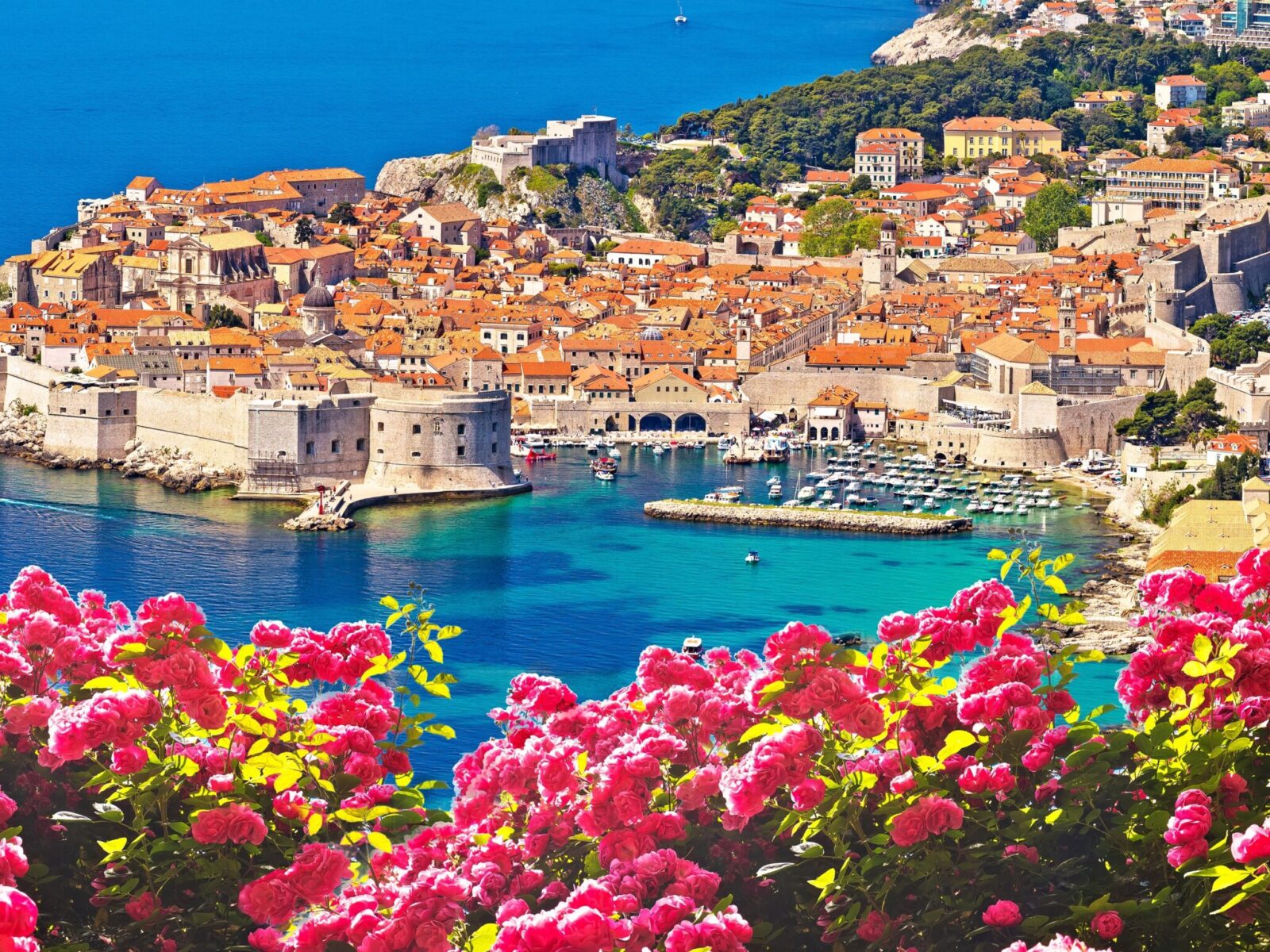 Historic,Town,Of,Dubrovnik,Panoramic,Rose,Flower,View,,Tourist,Destination