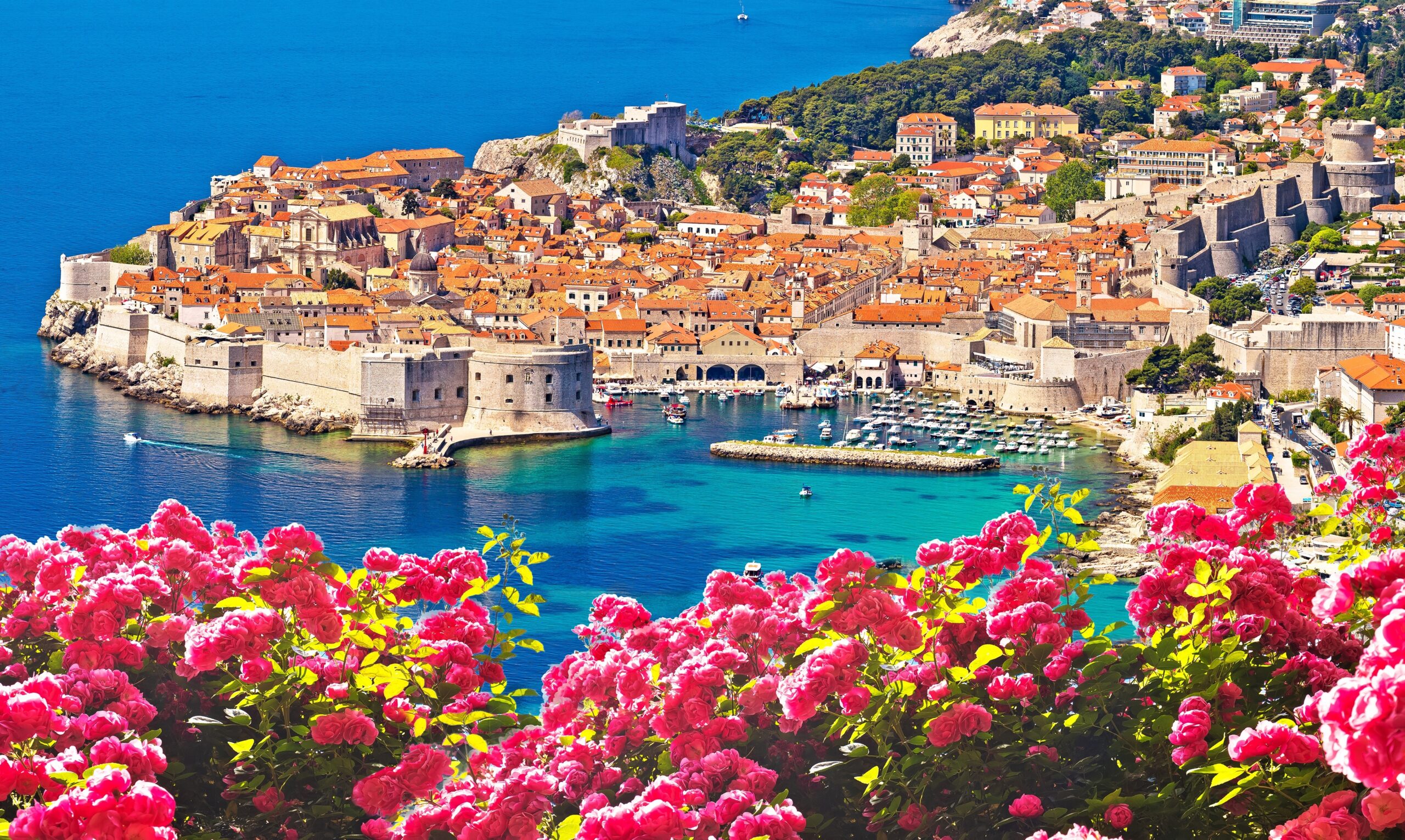 Historic,Town,Of,Dubrovnik,Panoramic,Rose,Flower,View,,Tourist,Destination