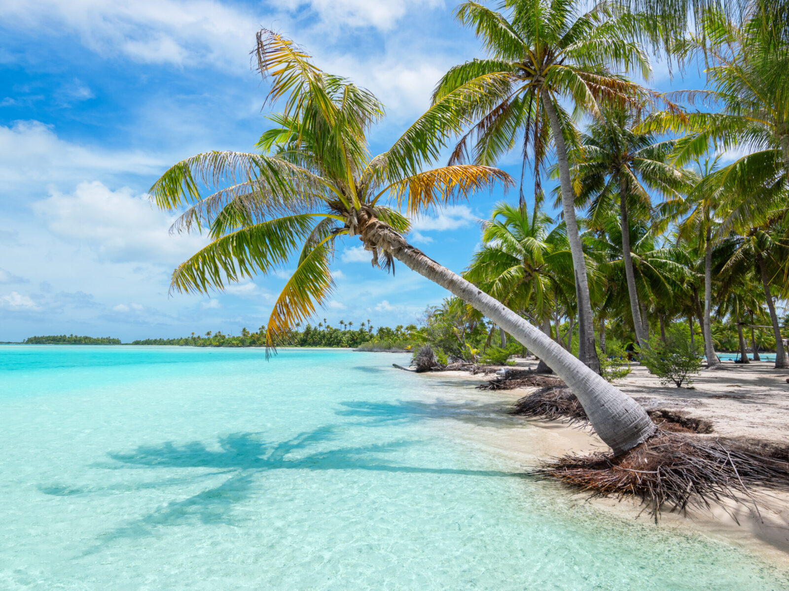 Tropical,Palm,Tree,And,Beach,Paradise,Of,Fakarava,Island,,French