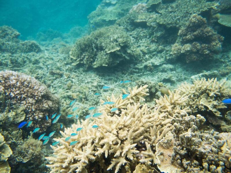 The,Great,Astrolabe,Reef,With,Group,Of,Green,Chromes,And