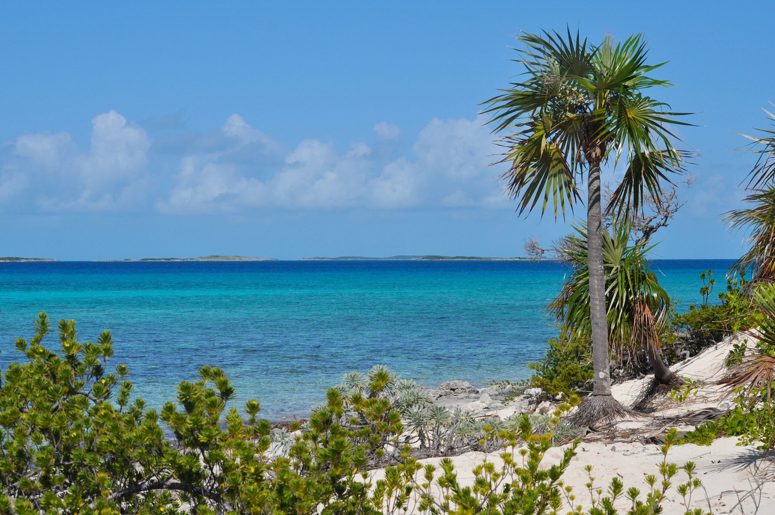 Ocean,And,Palm,On,Beach,Viewed,From,Highborne,Cay,In