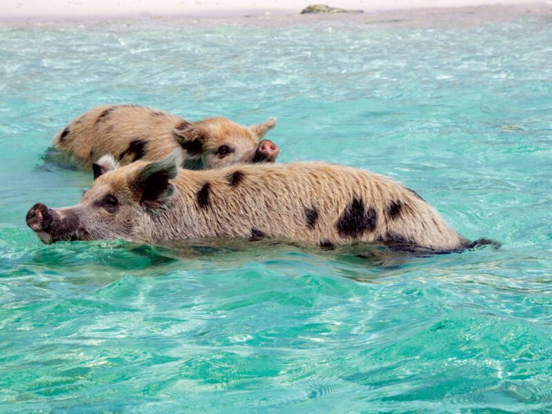 Bahamas,Staniel,Cay,Island,Vibes