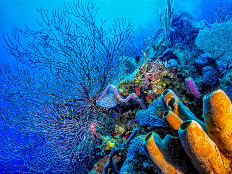Coral,Reef,Off,Lighthouse,Reef,,Belize