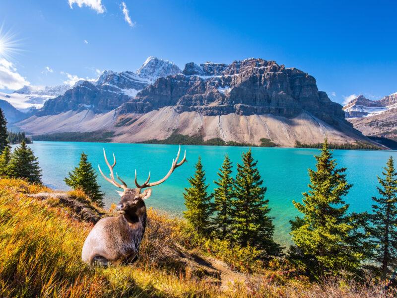 The,Deer,With,Branched,Antlers,Is,Resting,In,The,Tall