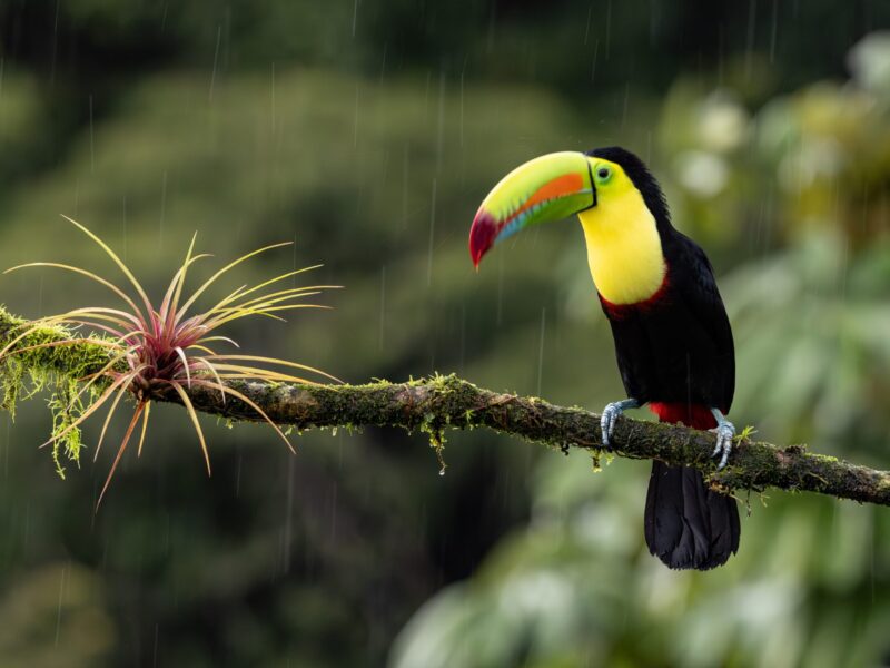 A,Toucan,In,The,Rainforest,Of,Costa,Rica