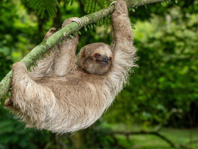 Brown-throated,Three-toed,Sloth,(bradypus,Variegatus),On,Tree,,Costa,Rica,