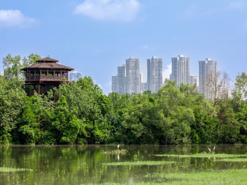 Mangrove,Forest,And,Pond,In,Sungei,Buloh,Wetland,Reserve,Singapore,