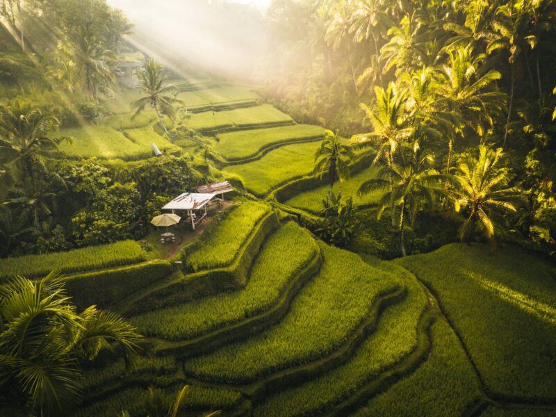 Aerial,Drone,View,Of,Tegallalang,Rice,Fields,Terraces,In,Ubud,