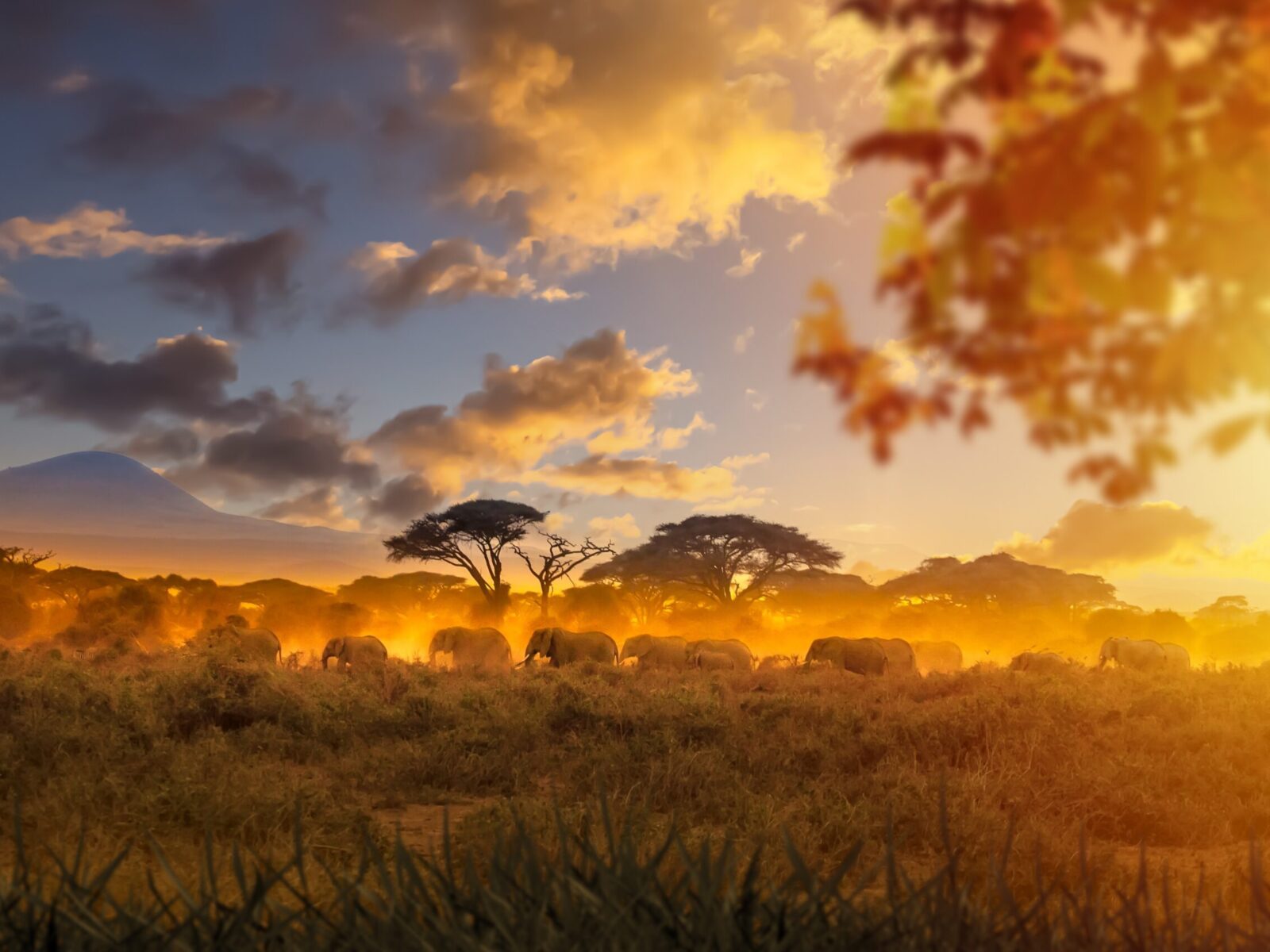 African,Savanna.,Herd,Of,Elephants,Walking,Against,Backdrop,Of,Sunset.