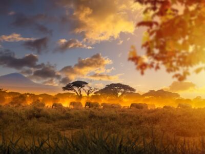 African,Savanna.,Herd,Of,Elephants,Walking,Against,Backdrop,Of,Sunset.