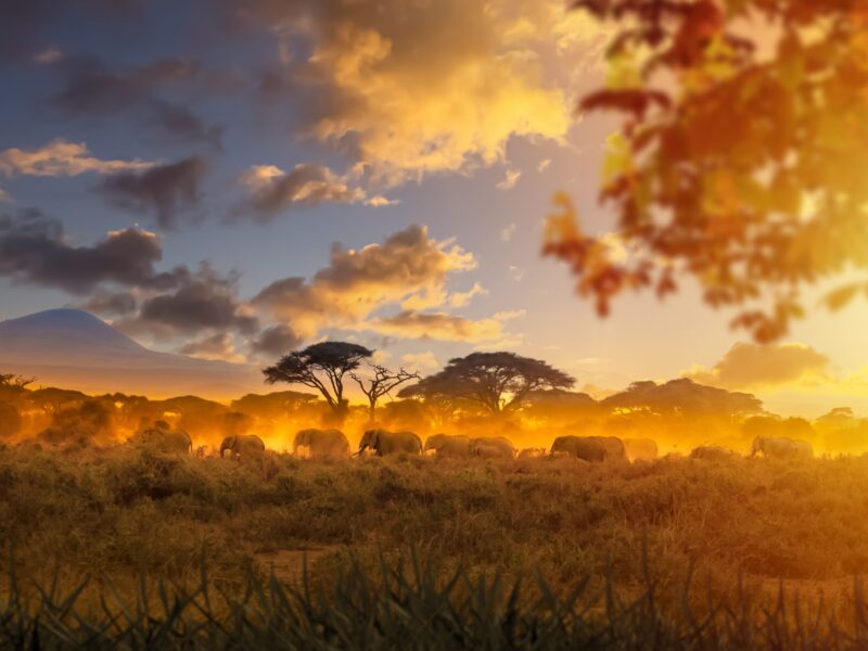 African,Savanna.,Herd,Of,Elephants,Walking,Against,Backdrop,Of,Sunset.