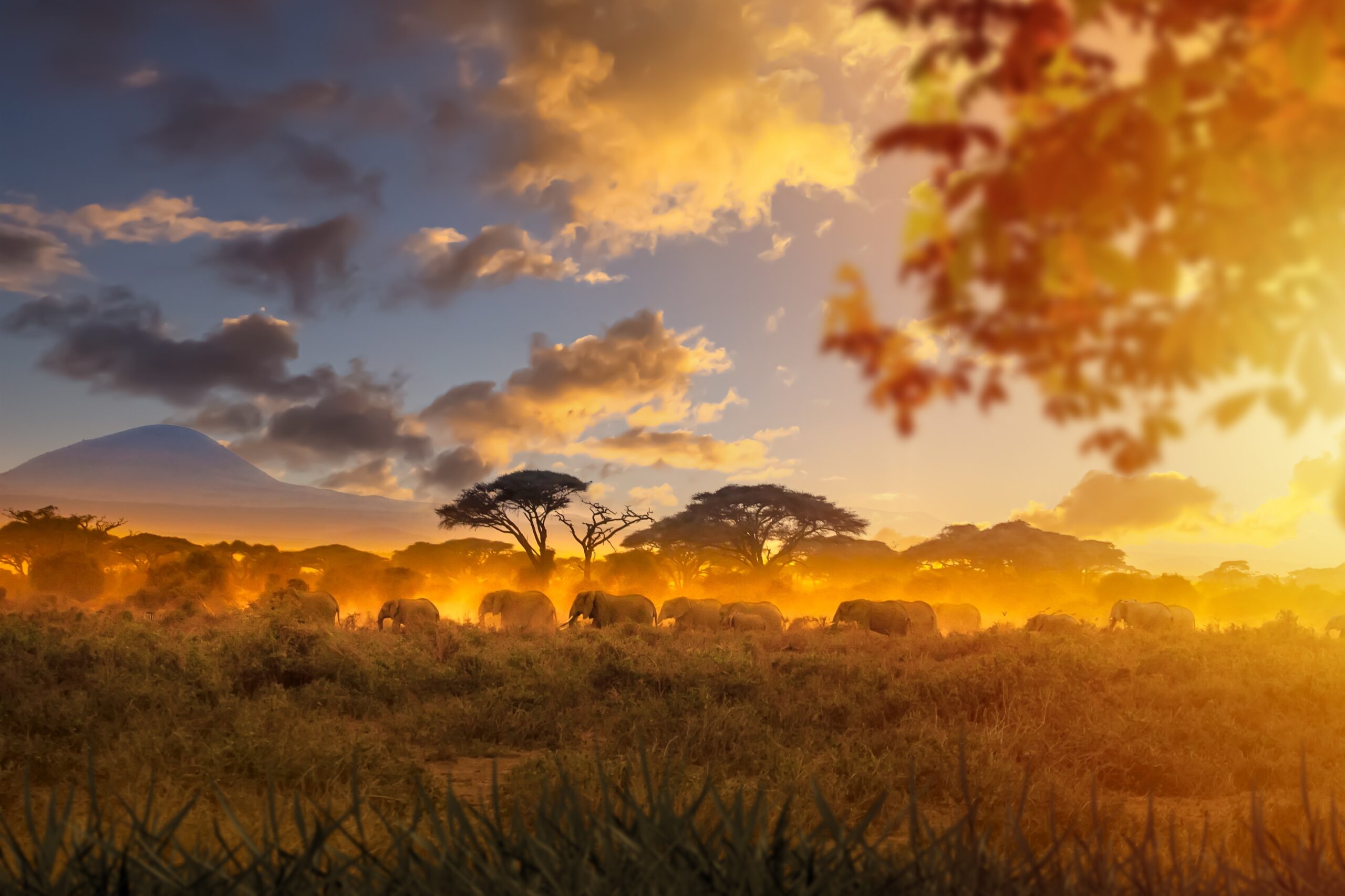 African,Savanna.,Herd,Of,Elephants,Walking,Against,Backdrop,Of,Sunset.